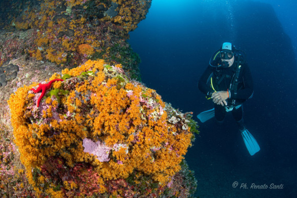 Snorkeling a Ischia: battesimo del mare