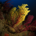 Snorkeling a Ischia: battesimo del mare