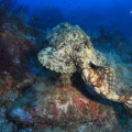Snorkeling a Ischia: battesimo del mare