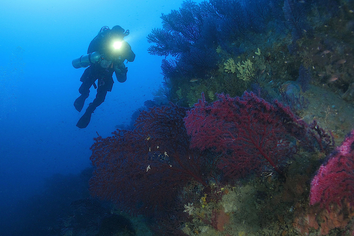 Snorkeling a Ischia: Immersione singola 